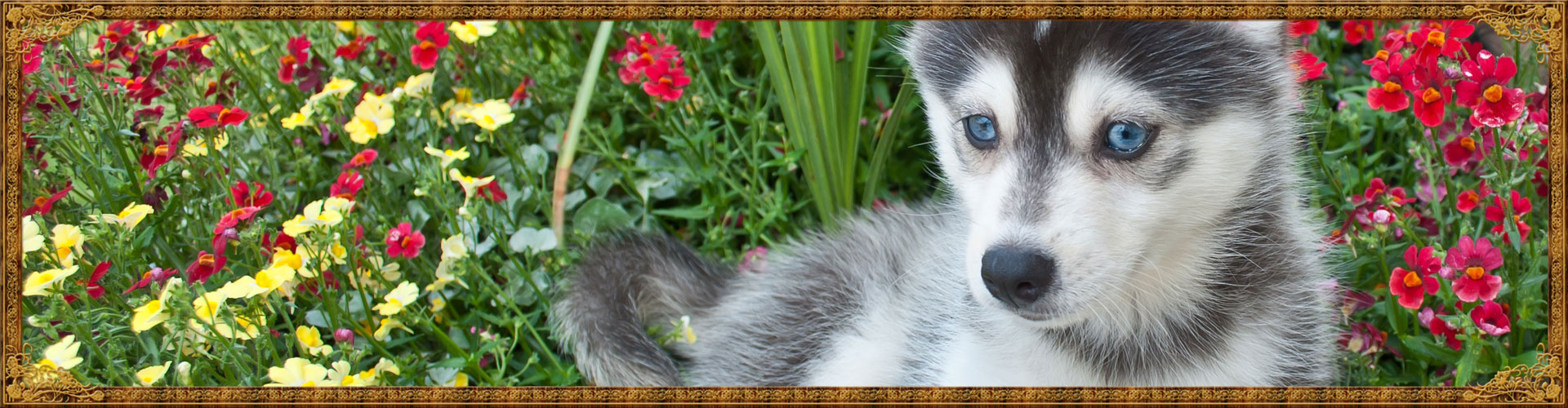 Beautiful Klee Kai