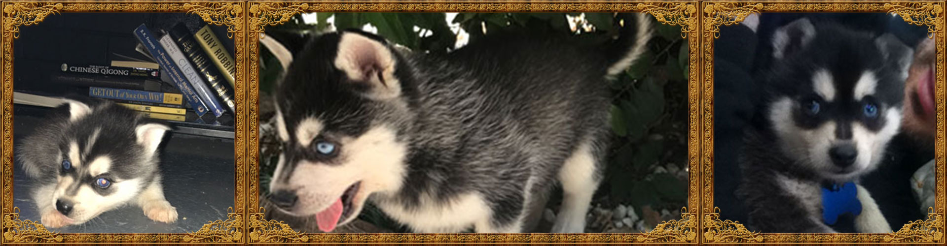 Three Klee Kai Puppies