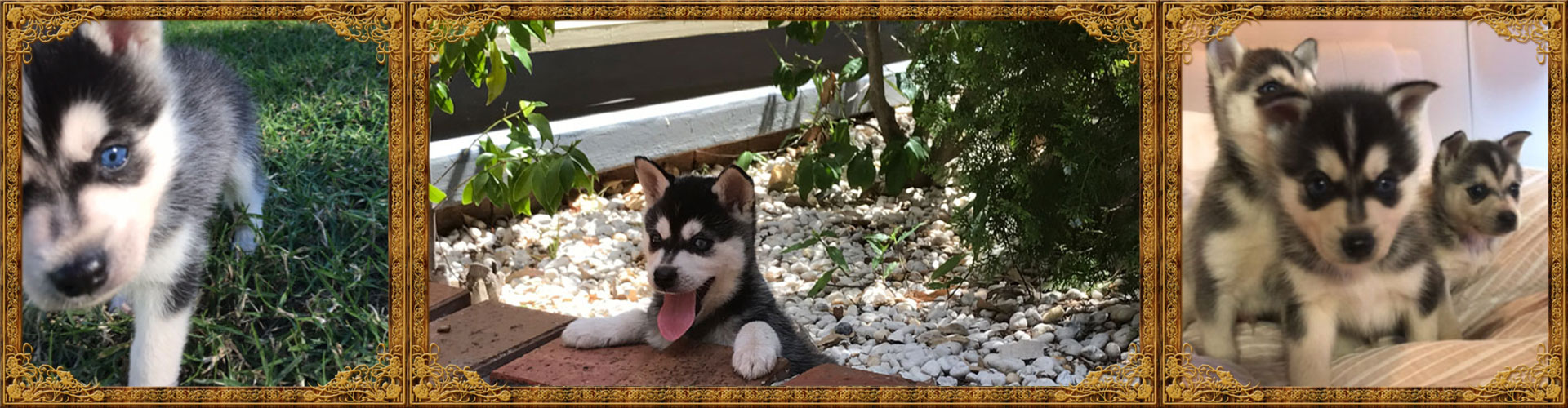 Three Klee Kai Puppies 2